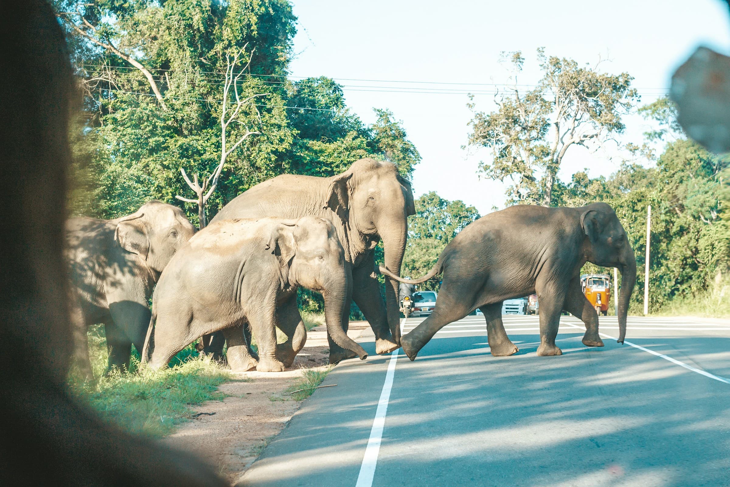 Full Day Wildlife Expedition